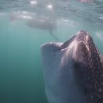 (34) Whale Shark Shows Off Impressive Mouth – YouTube